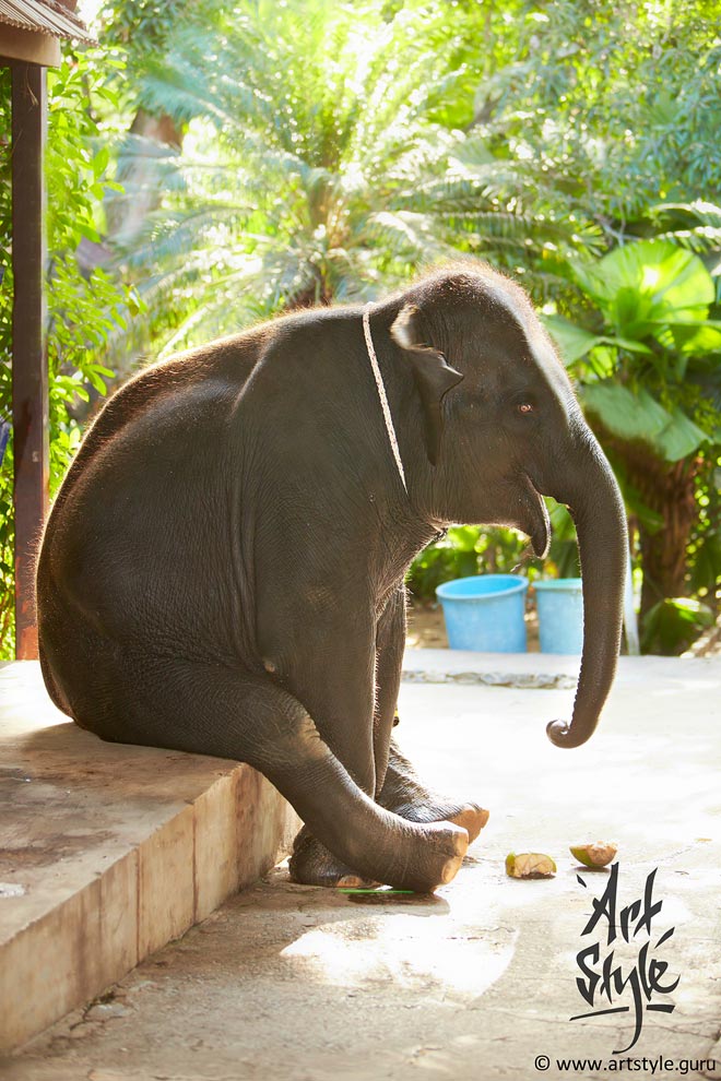 Indian Elefant