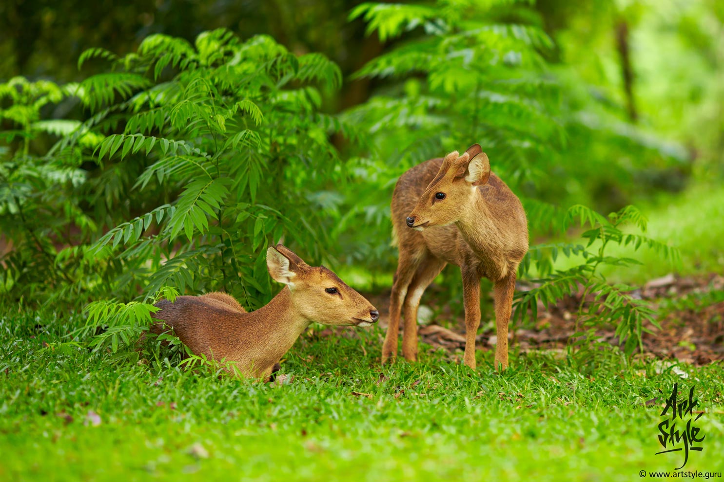 Barking Deers - Male &amp; Female (Curvostylis subspecies)