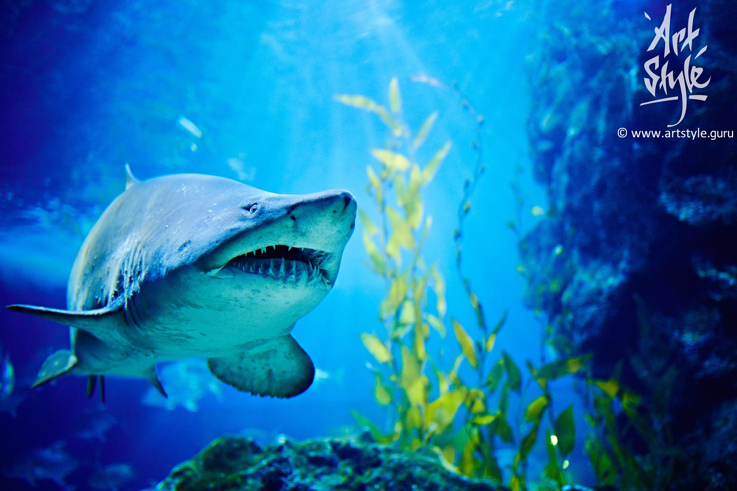 Sand Tiger Shark