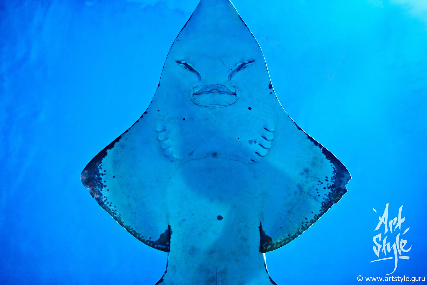 Smoothnose Wedgefish