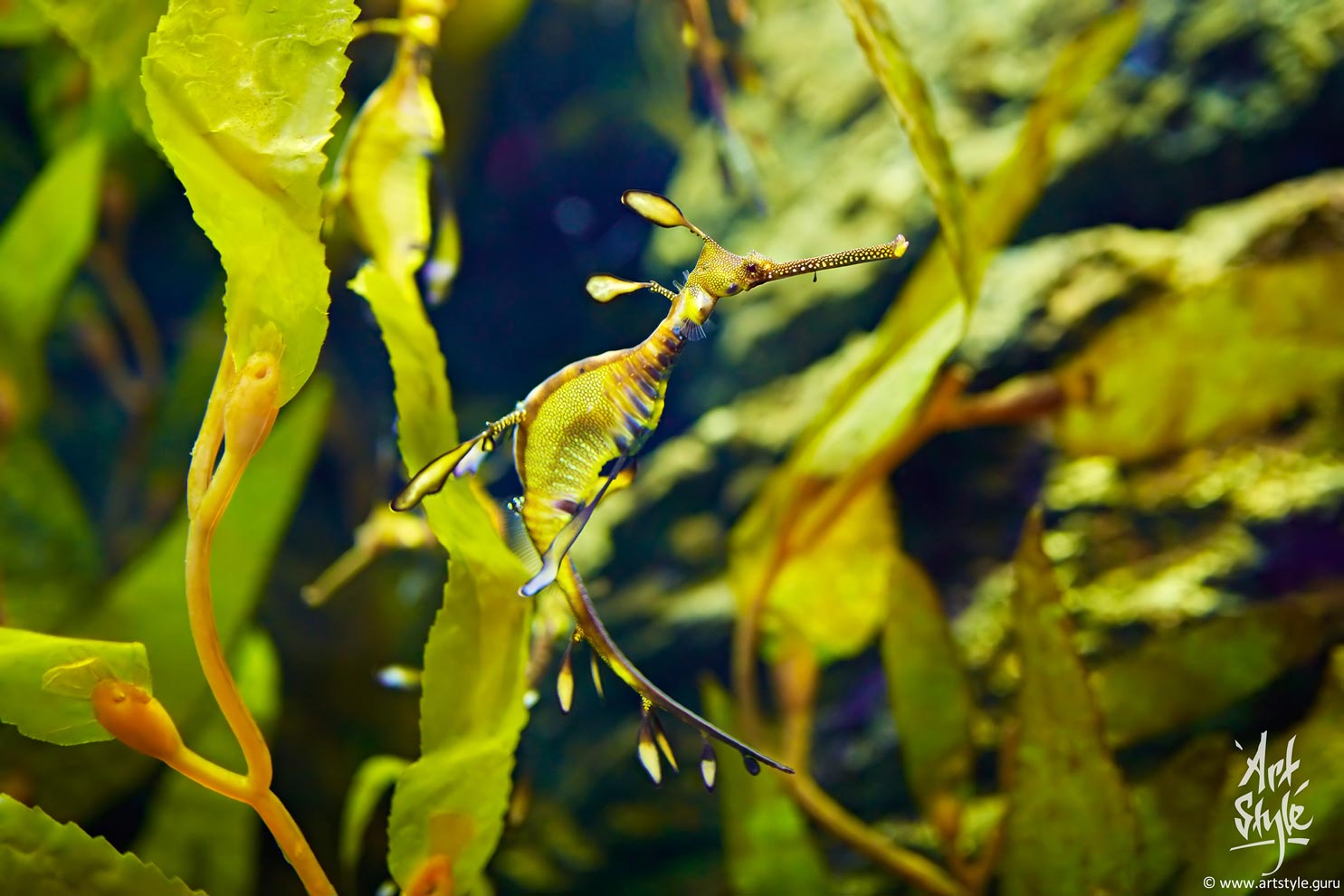 Weedy Sea Dragon