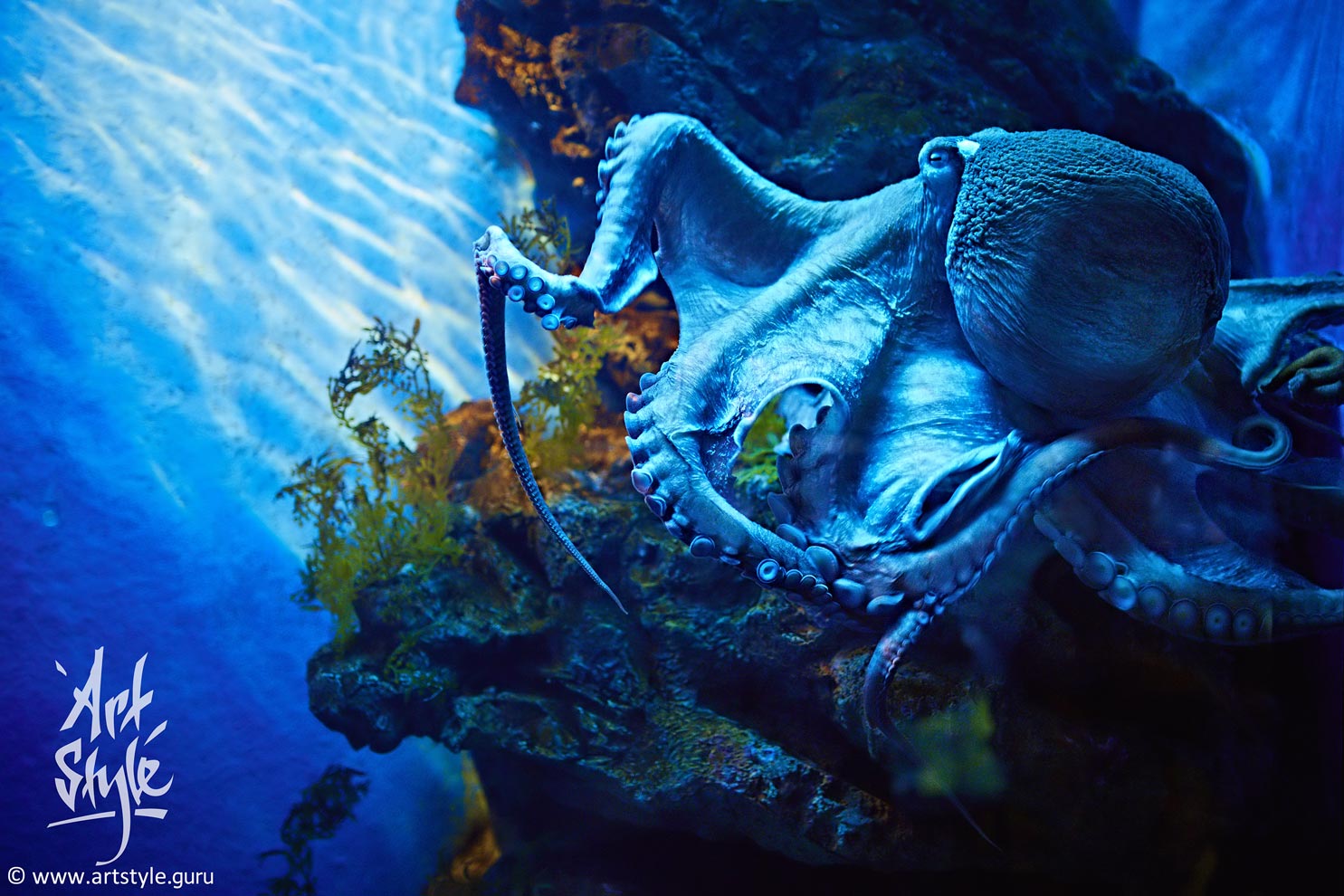 Northern Pacific Giant Octopus