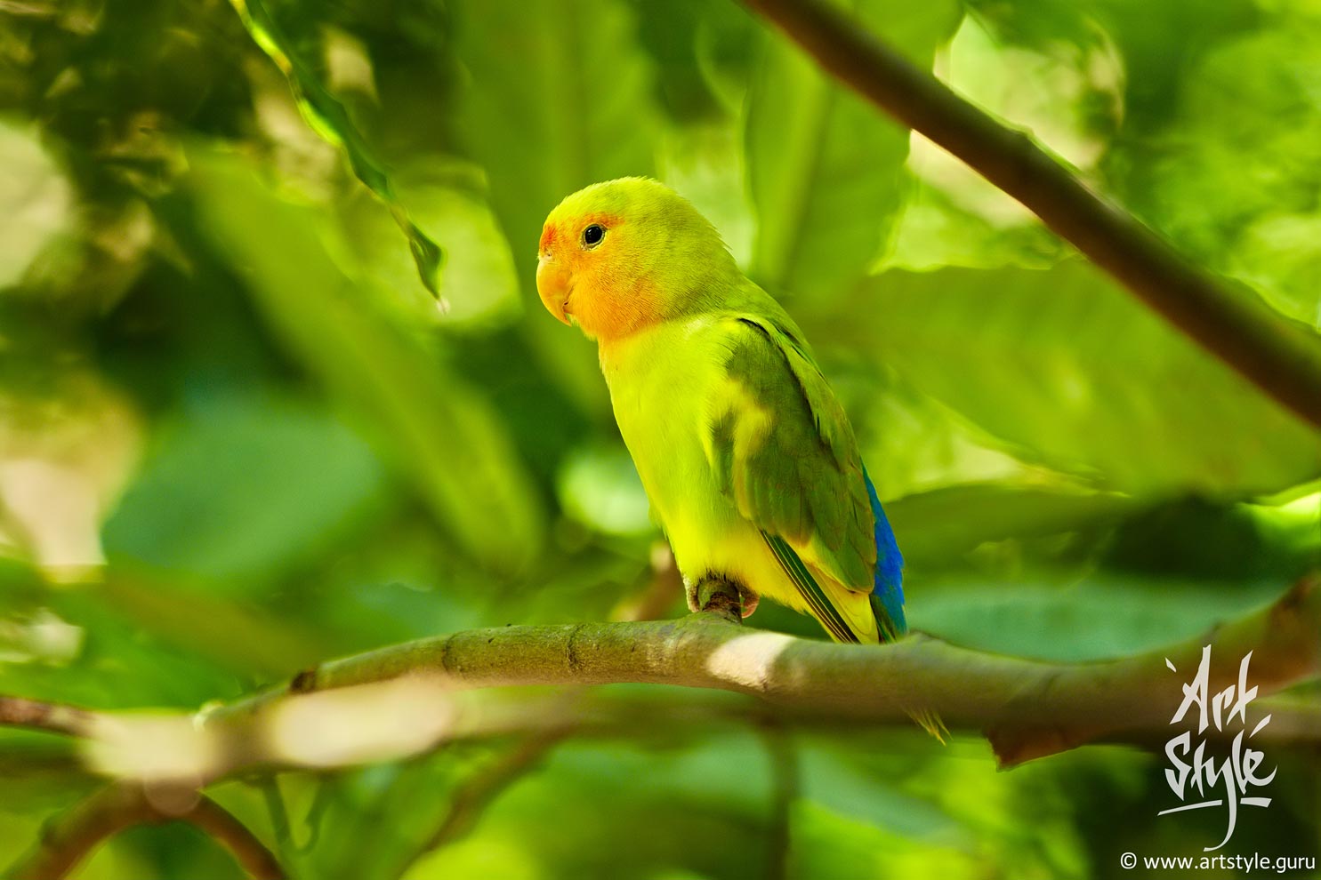 Red-headed Lovebird Female