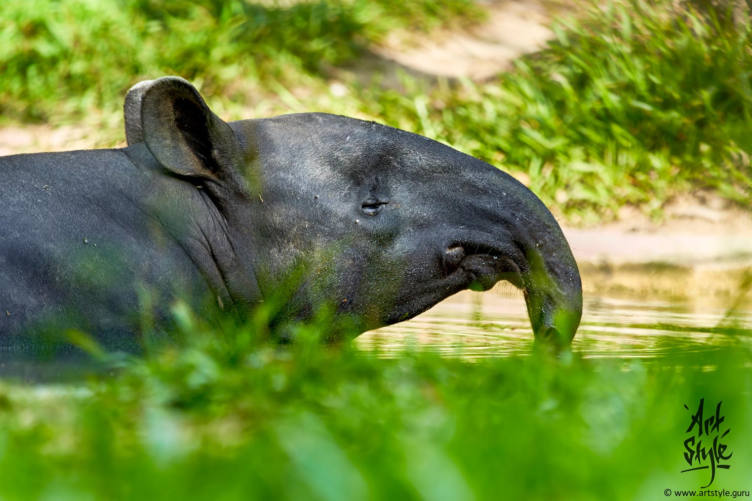 Malayan Tapir