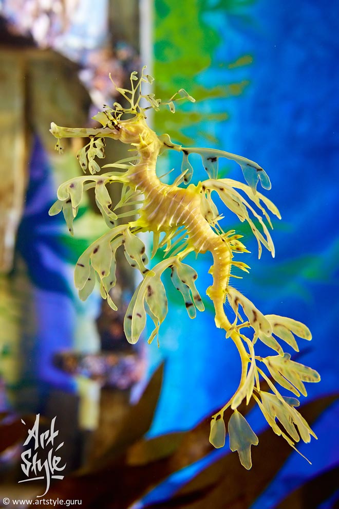 Seadragon