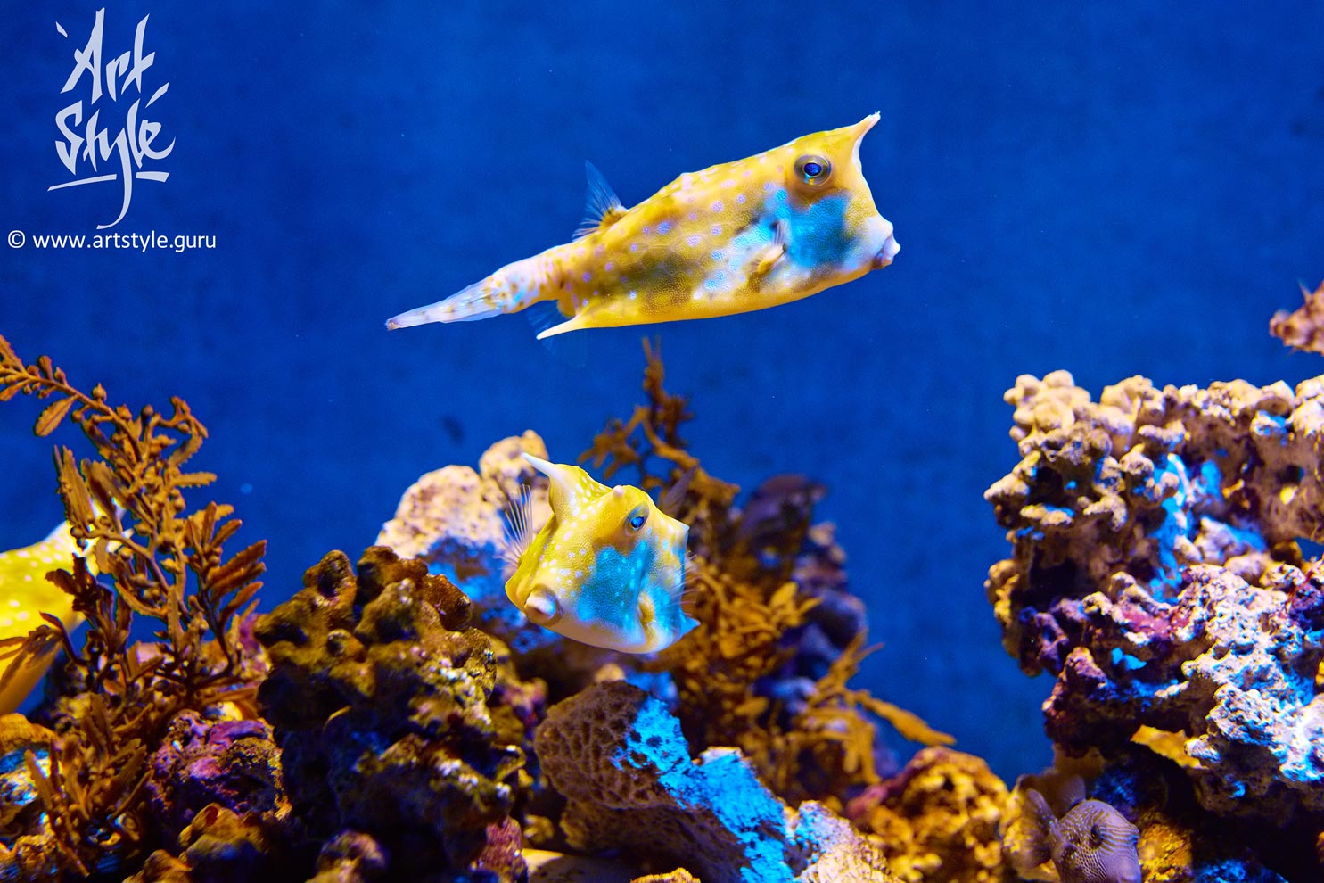 Cowfish Longhorn