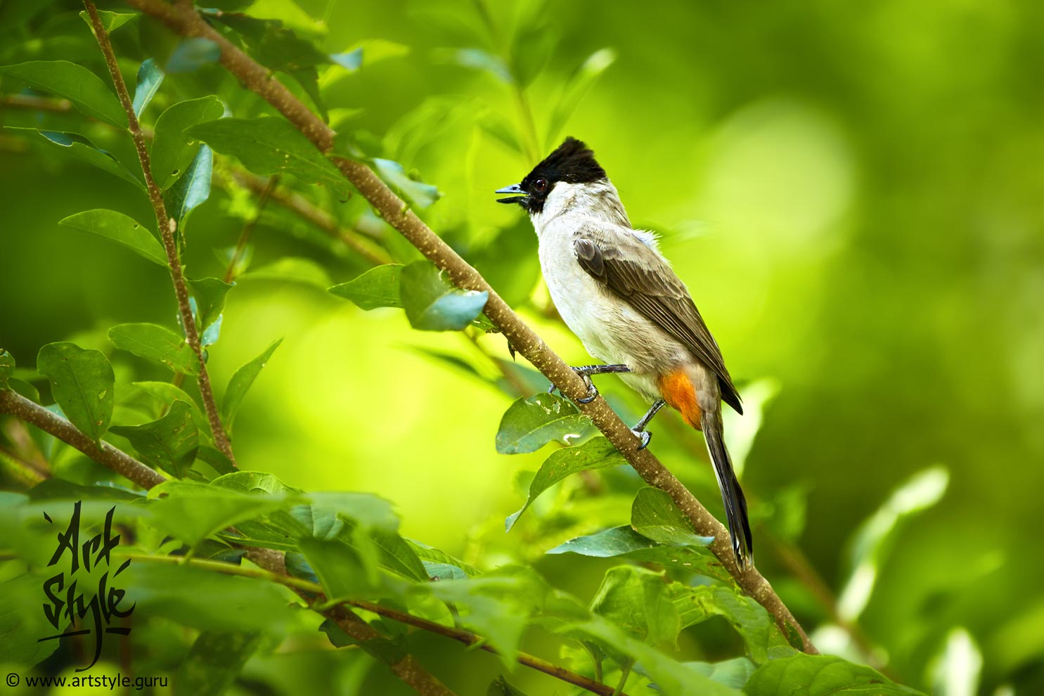 Sooty-headed Bulbul