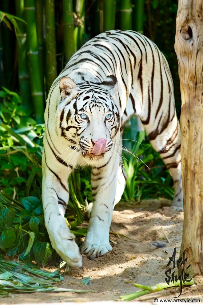 White Bengal Tiger