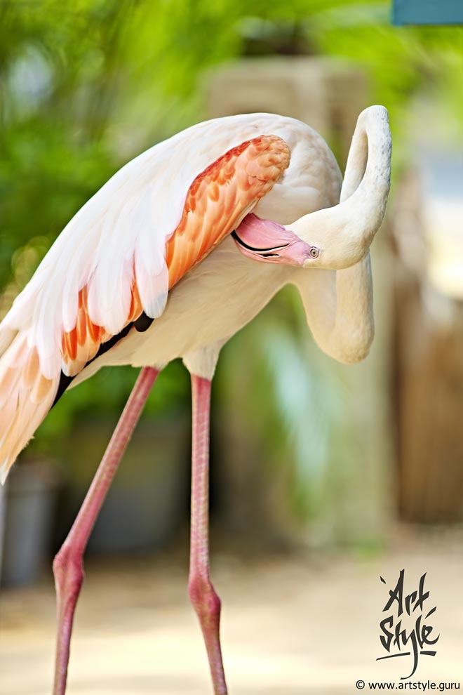 Greater Flamingo, cleaning itself in joga style