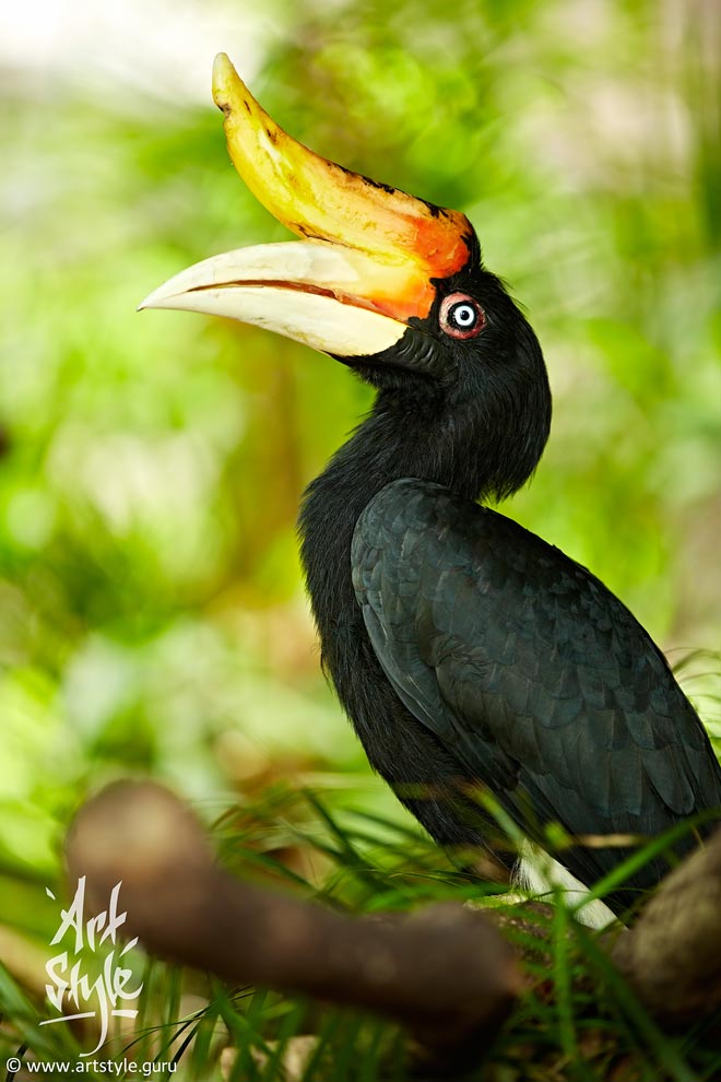 Rhinoceros Hornbill Female