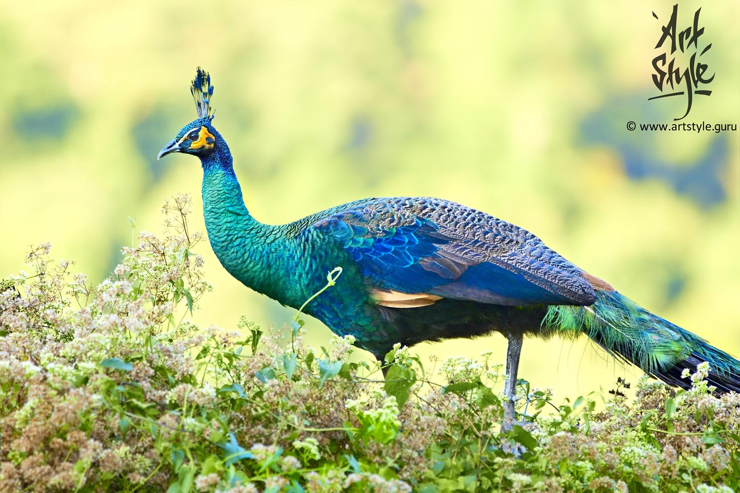 Indian Peafowl Female