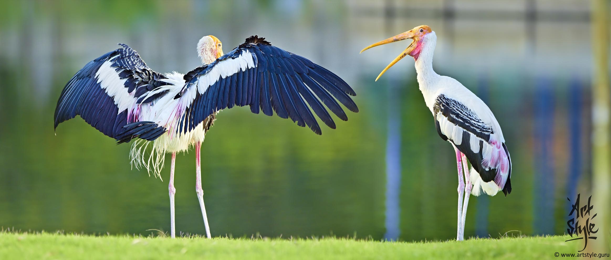 Exhibitionist (Painted Storks Couple)
