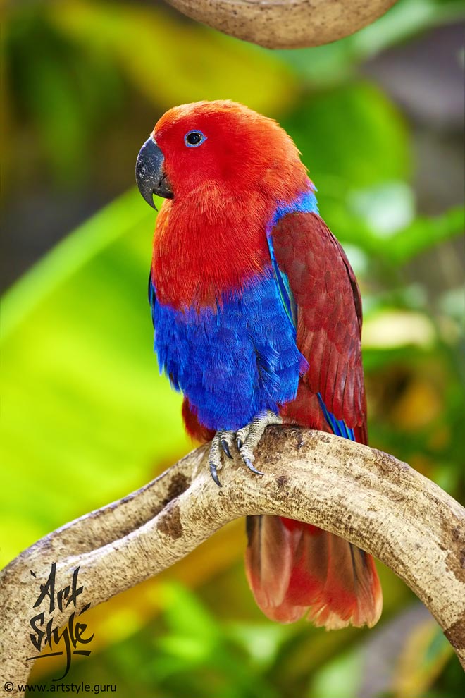 Eclectus Parrot Female
