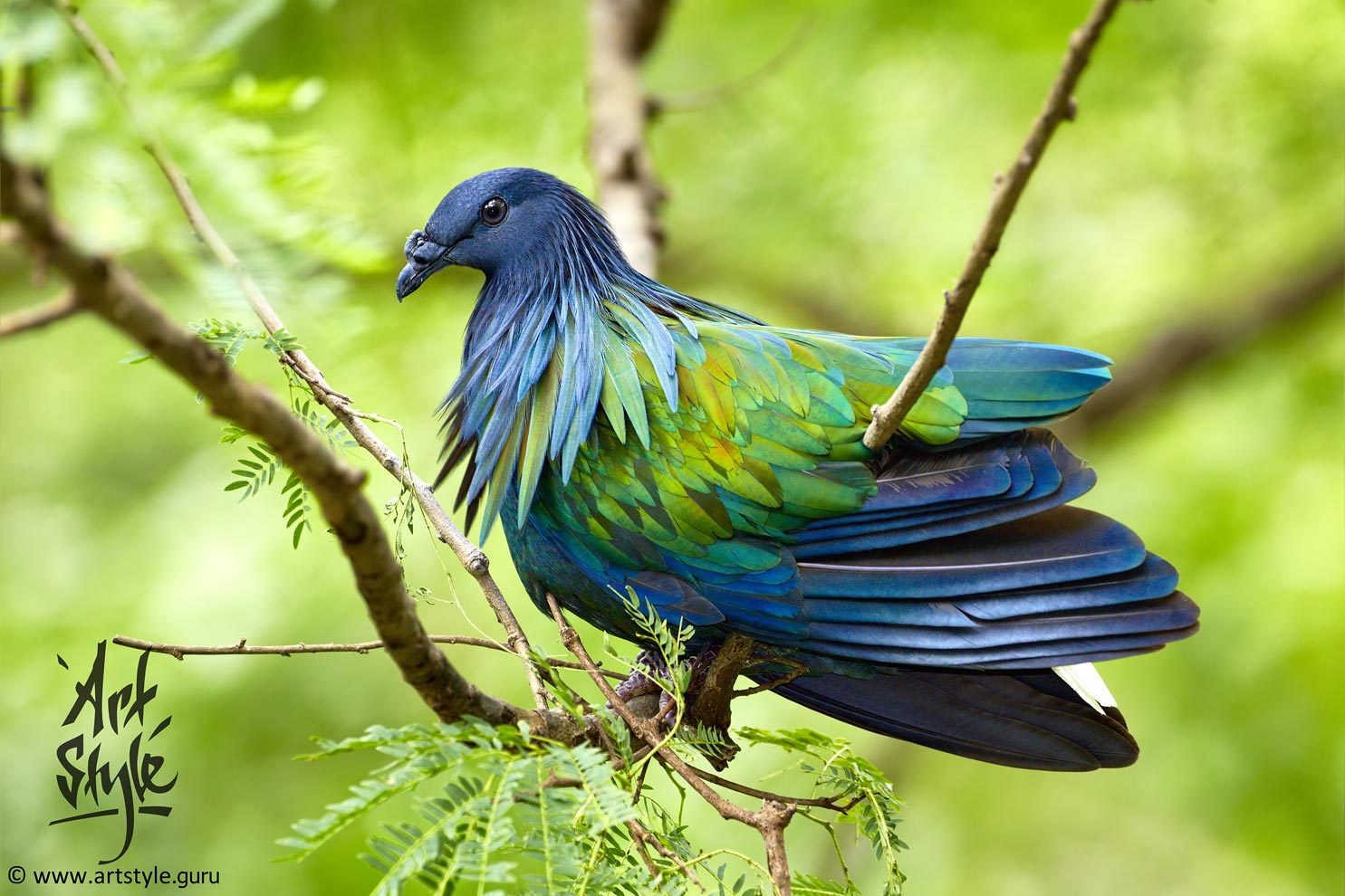 Nicobar Pigeon