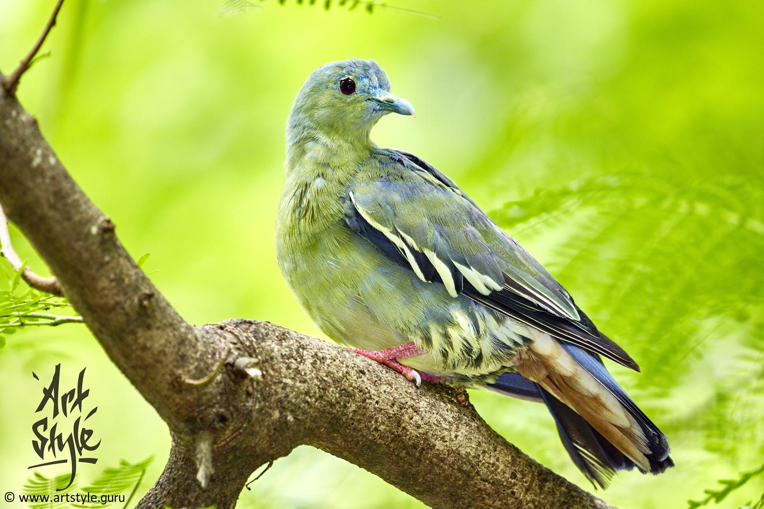 Pink-necked Green Pigeon Female