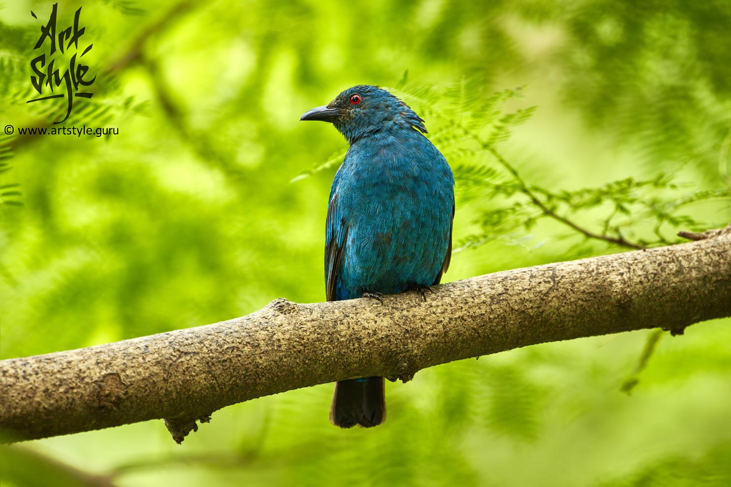 Asian Fairy Bluebird Female