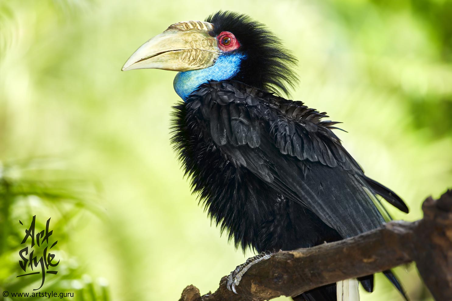 Wreathed Hornbill AKA Bar-pouched Wreathed hornbill, Female