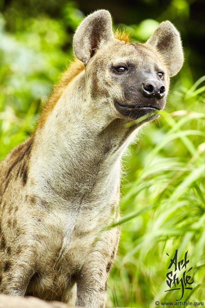 Spotted Hyena AKA Laughing Hyena