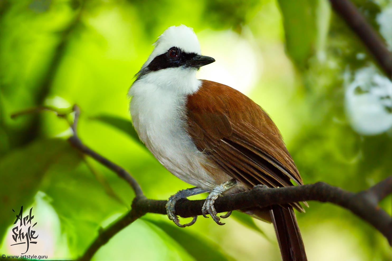 White-crested Laughingthrush