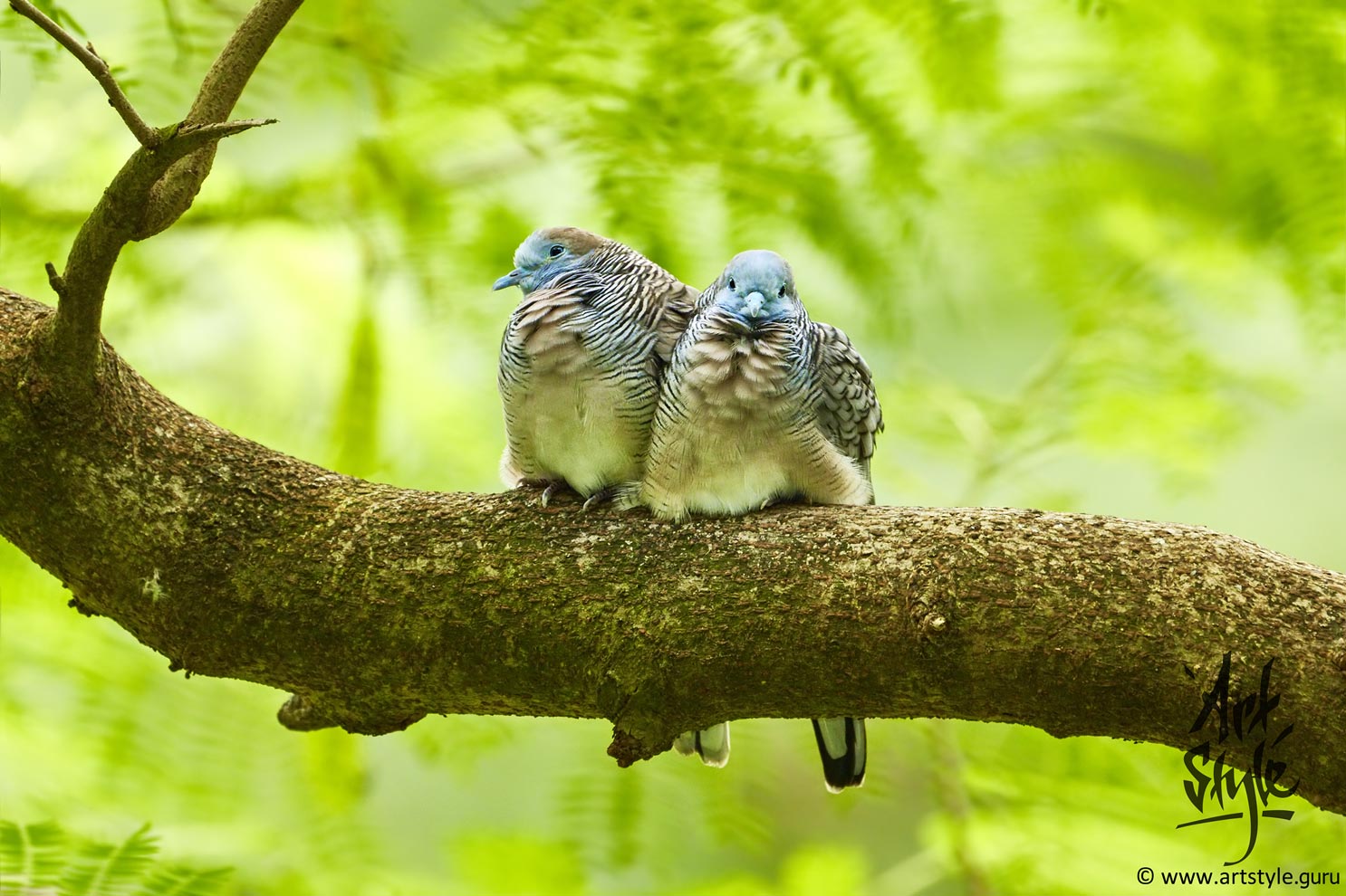Zebra Dove Couple