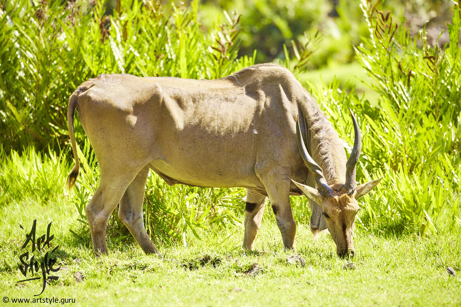 Common Eland or Eland Antelope, Male