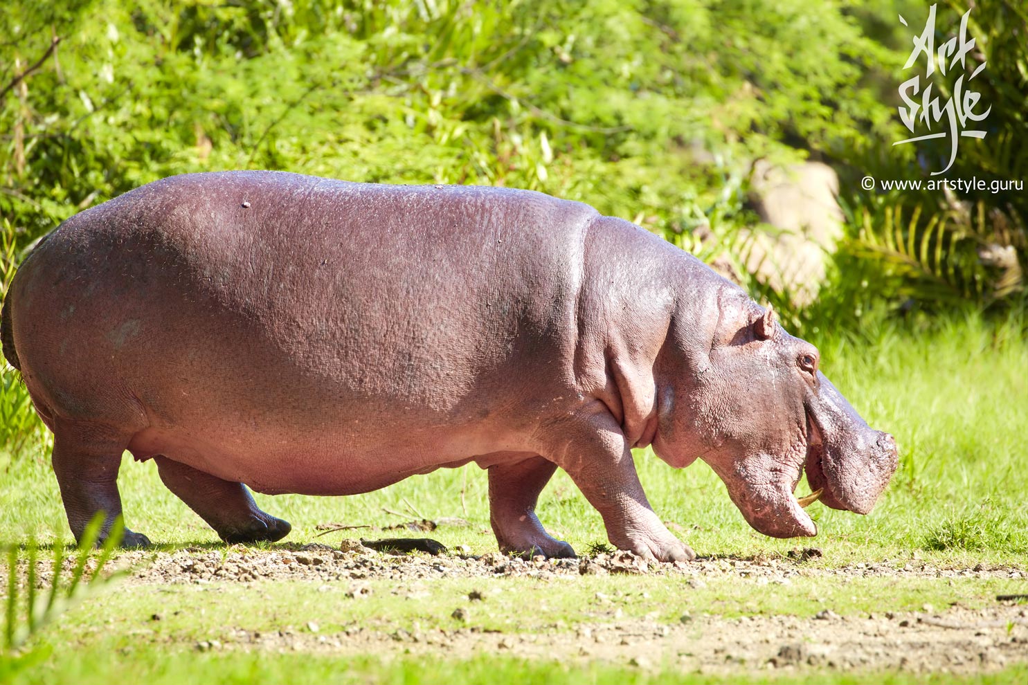 Hippopotamus
