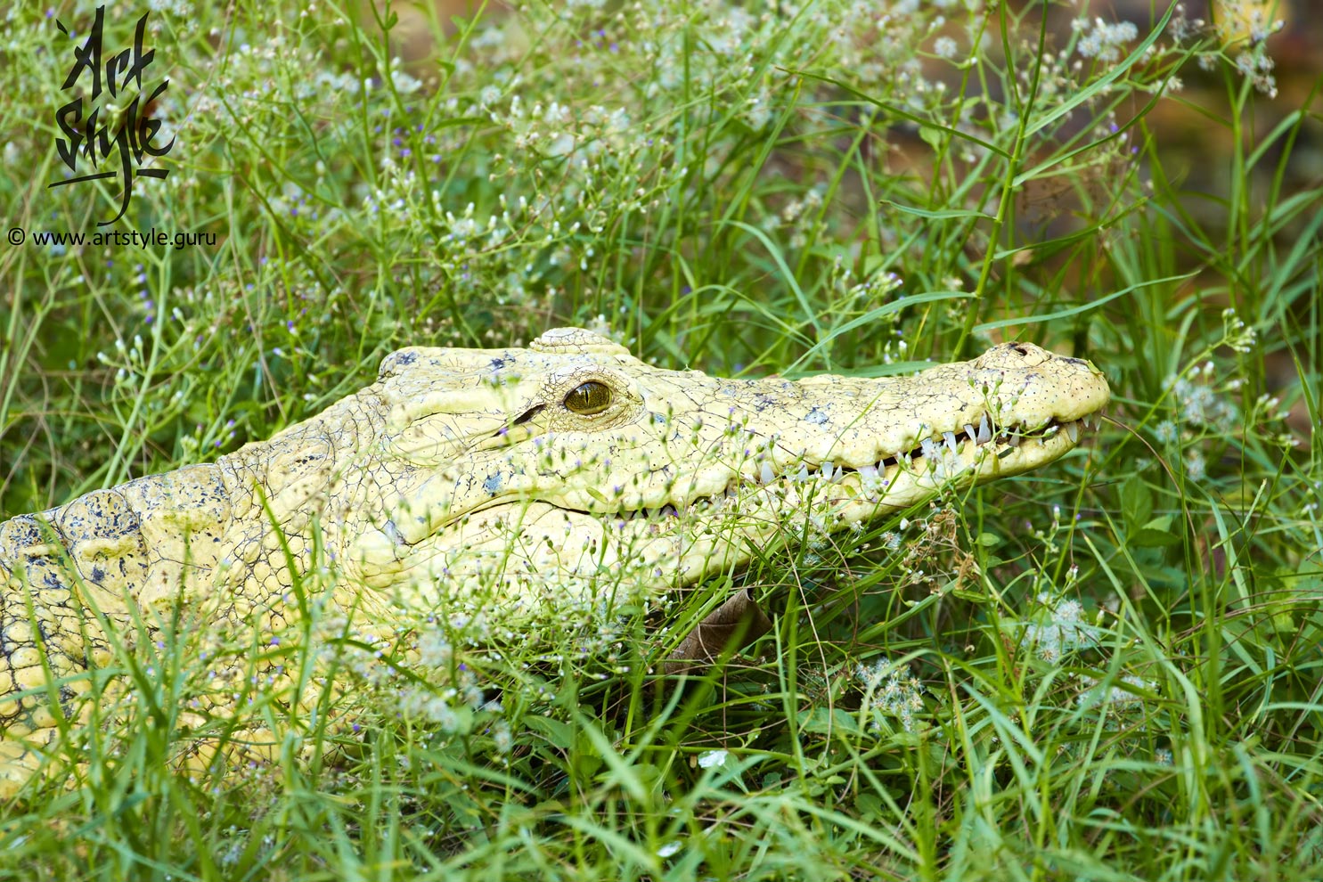 Nile Сrocodile-albino