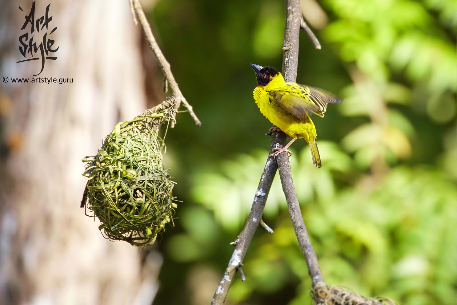 Black-headed Weaver AKA Yellow-backed Weaver, Male