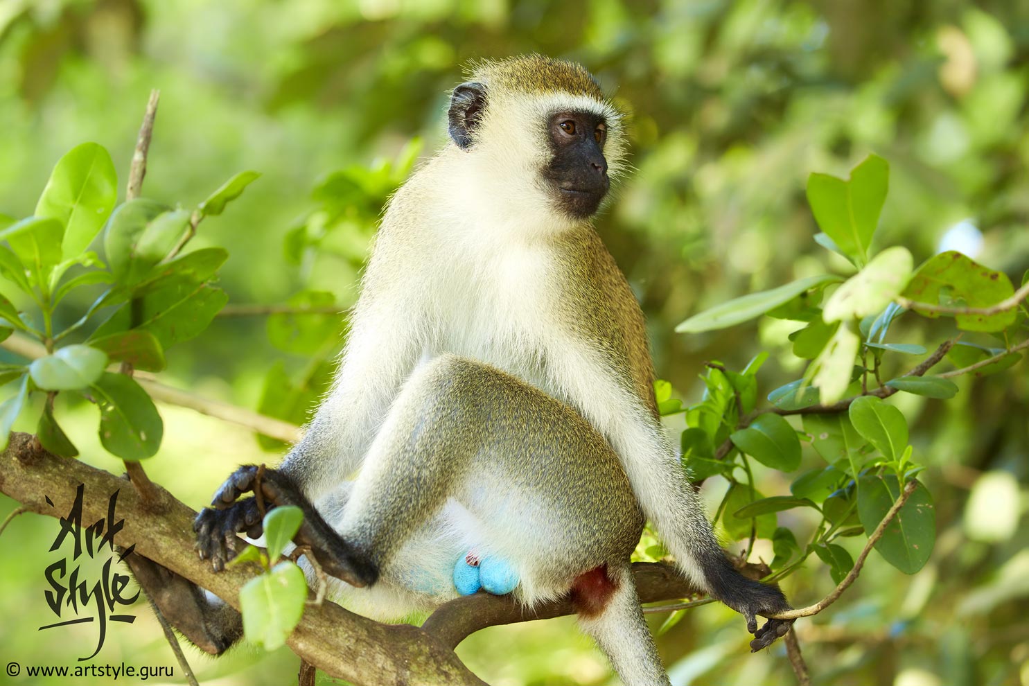 Vervet Monkey
