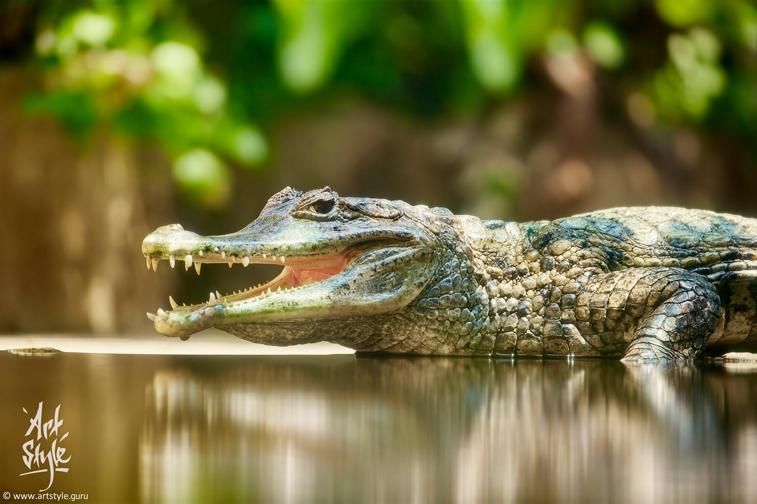 False Gharial