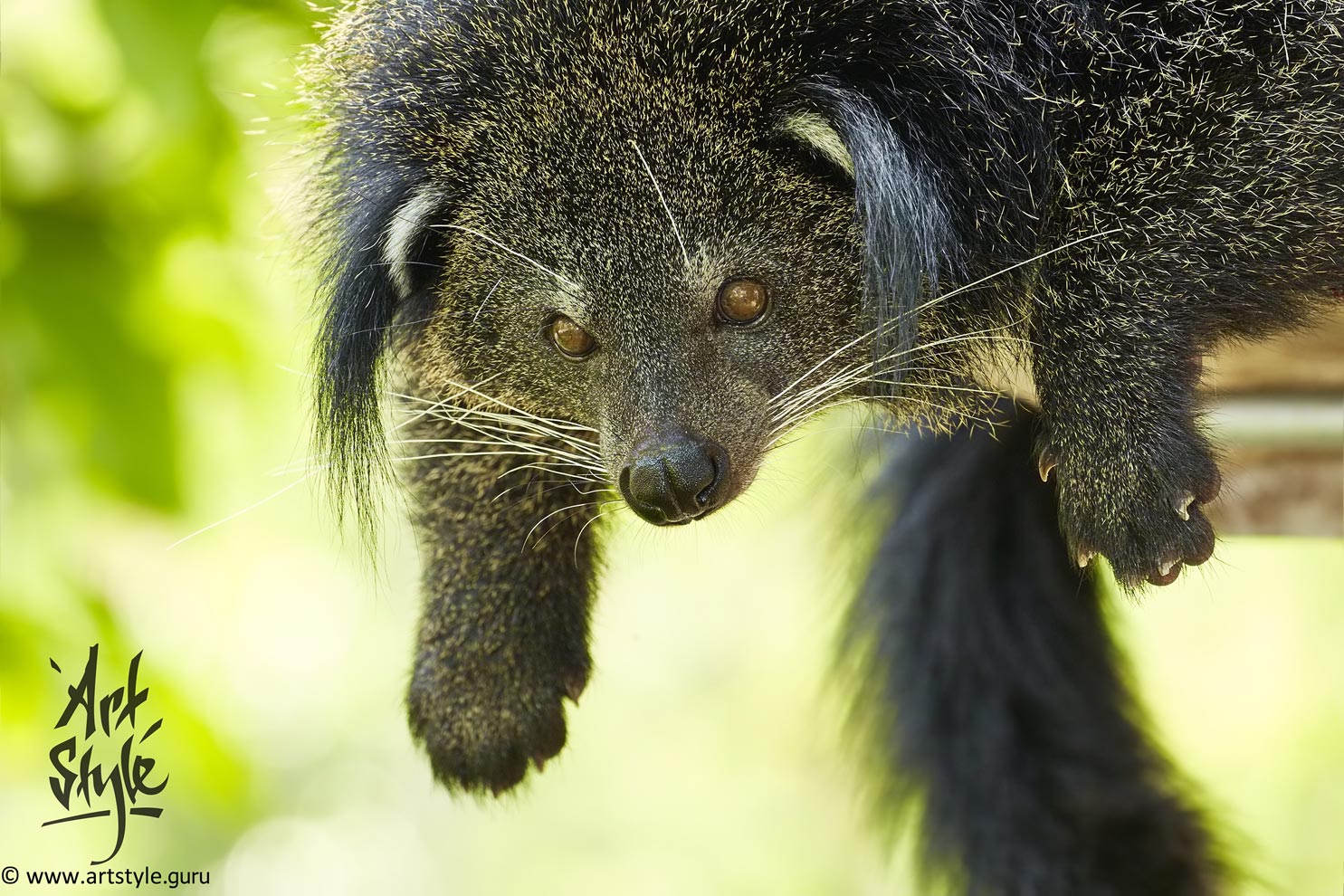 Binturong