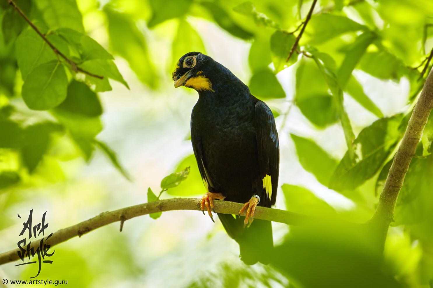 Golden-crested Myna Female