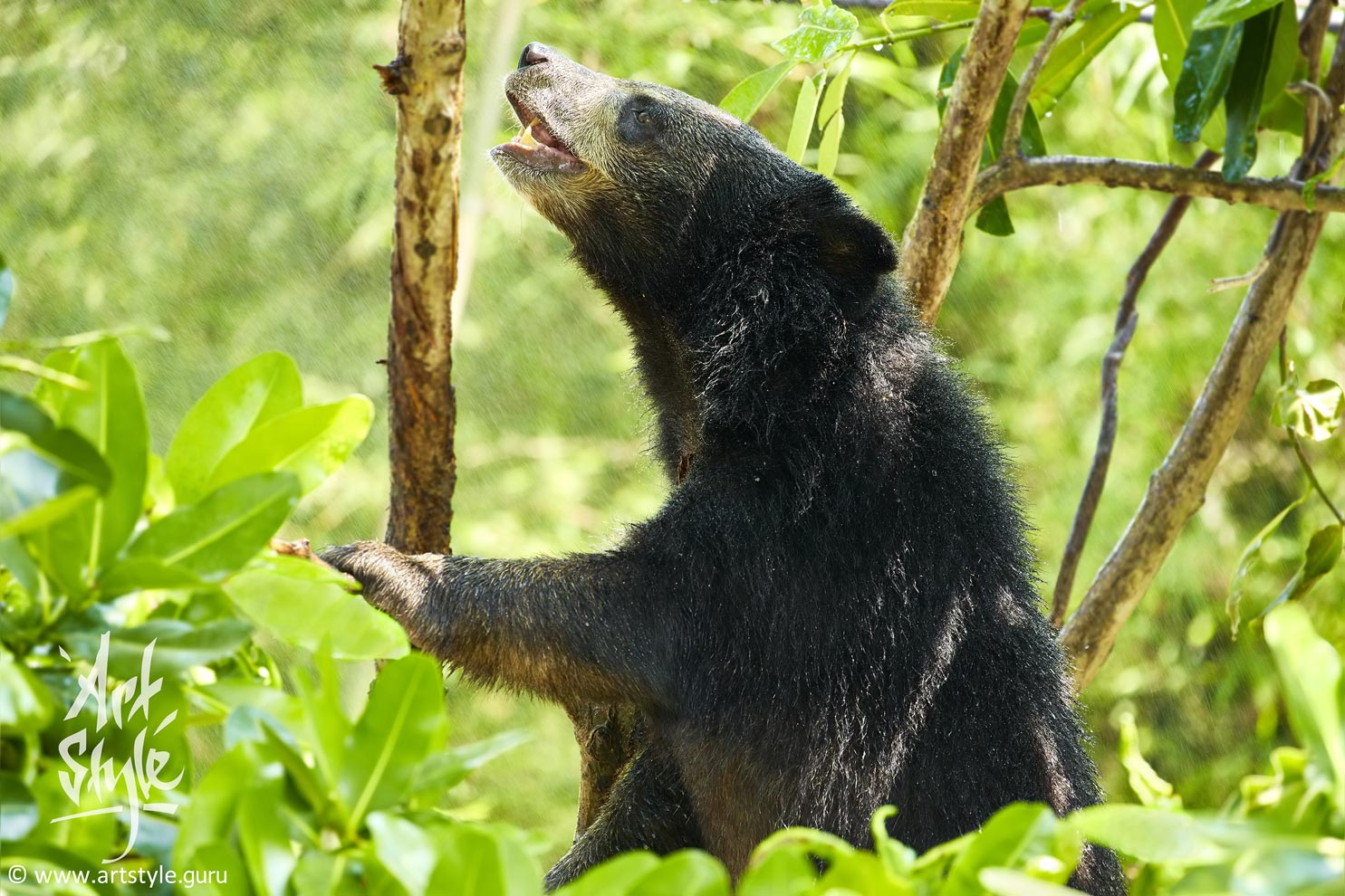 Tibetan Black Bear