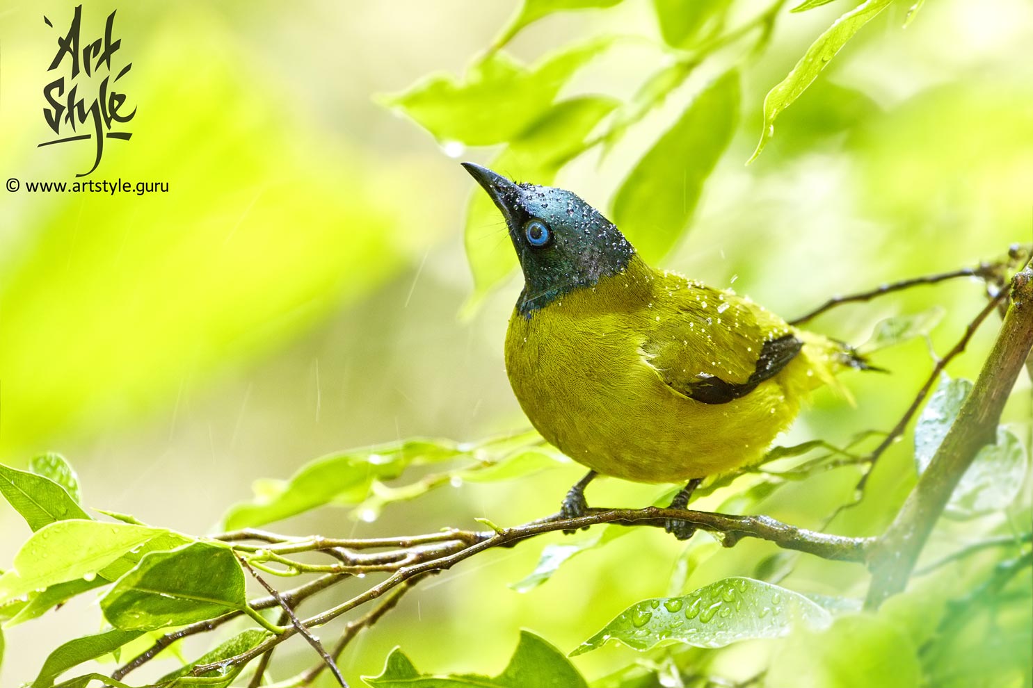 Black-headed Bulbul