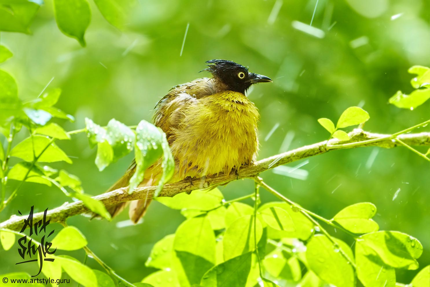 Black-crested Bulbul