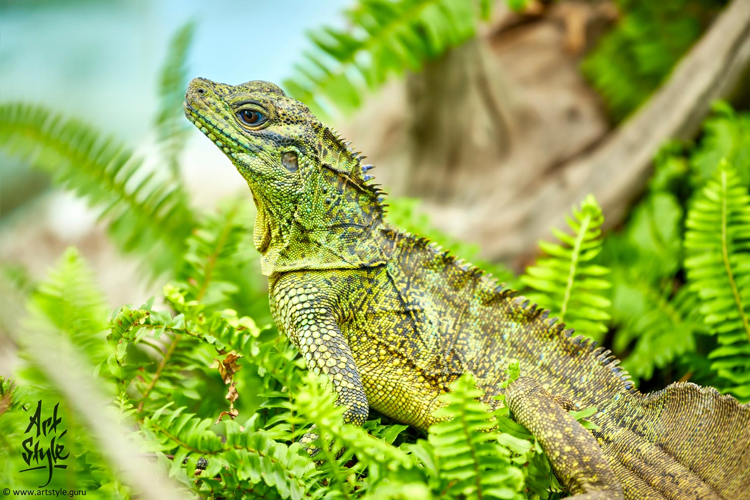Philippines Salfin Lizard