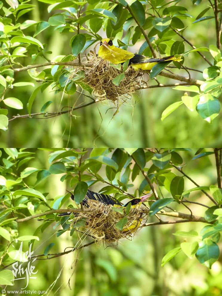 Black-naped Oriole