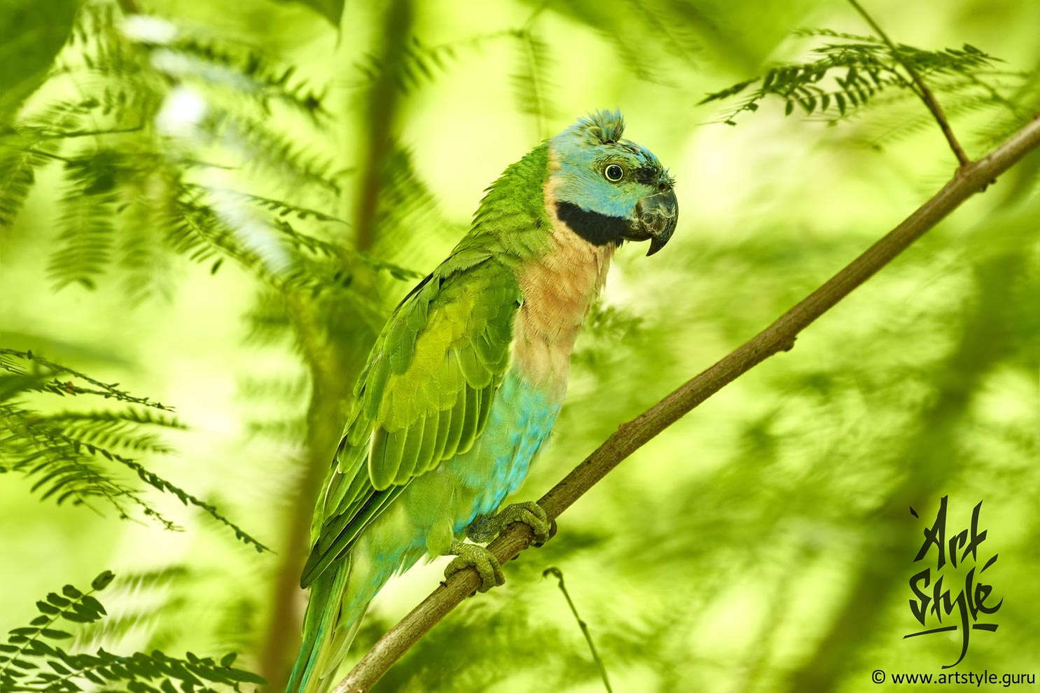 Red-breasted Parakeet AKA Moustached Parakeet, female