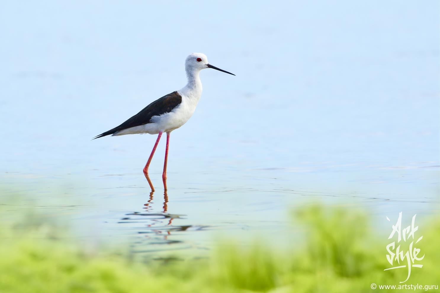 Black-winged Stilt AKA Common Stilt AKA Pied Stilt
