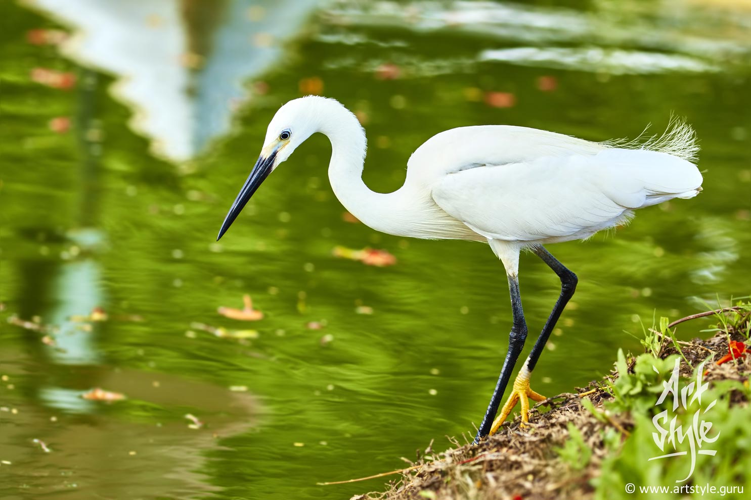Adult Little Egret subspicies Garzetta