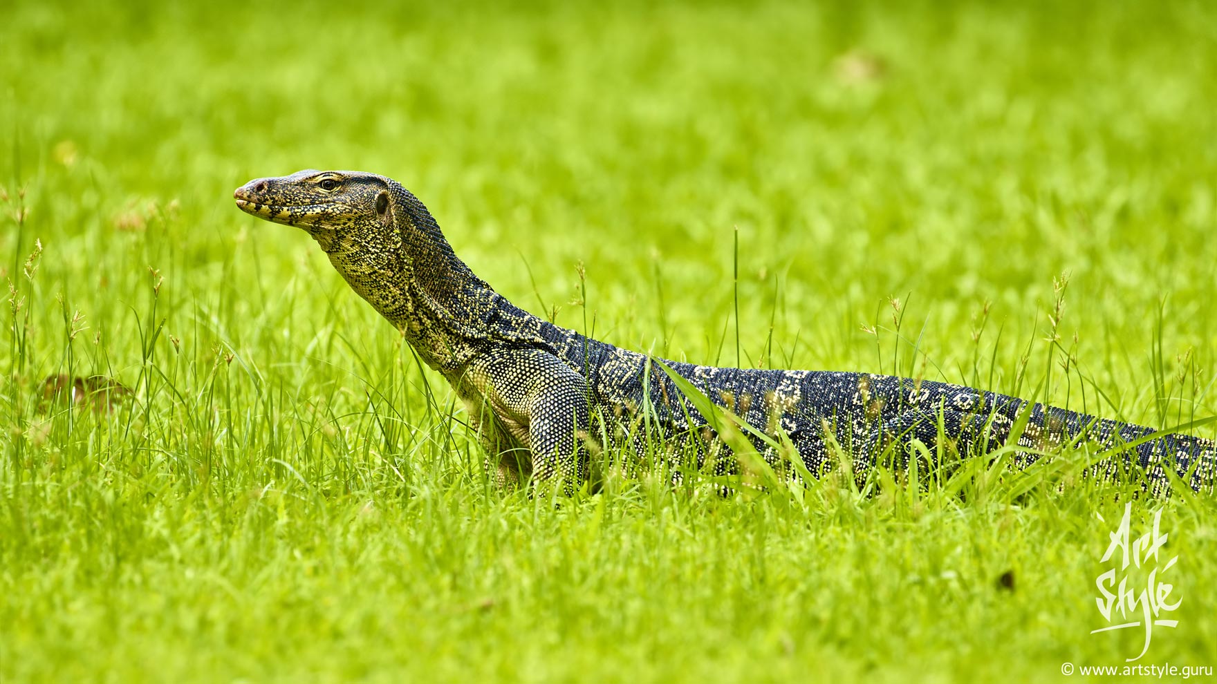Asian Water Monitor subspicies Macromaculatus