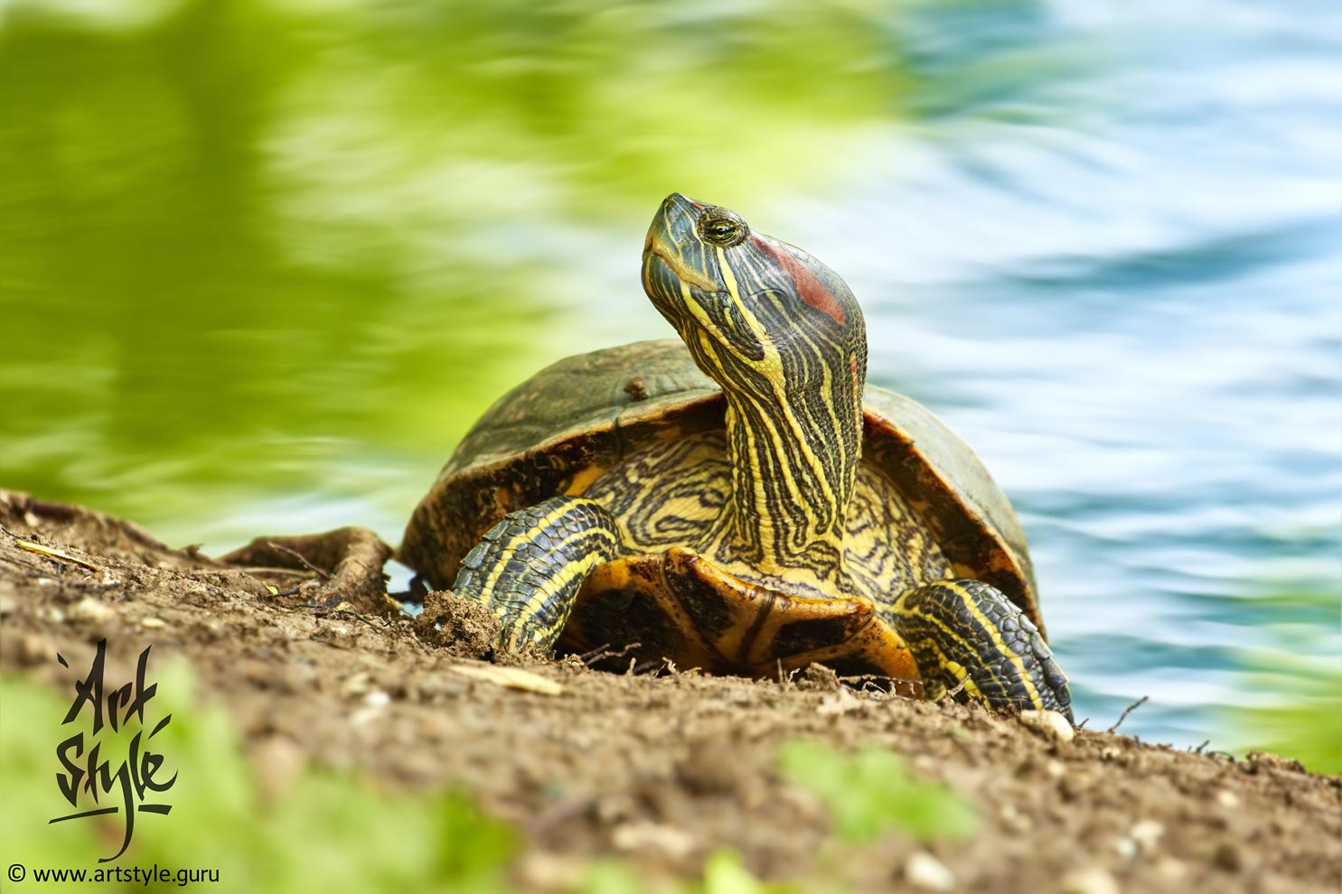 Red-eared Slider AKA Red-eared Terrapin