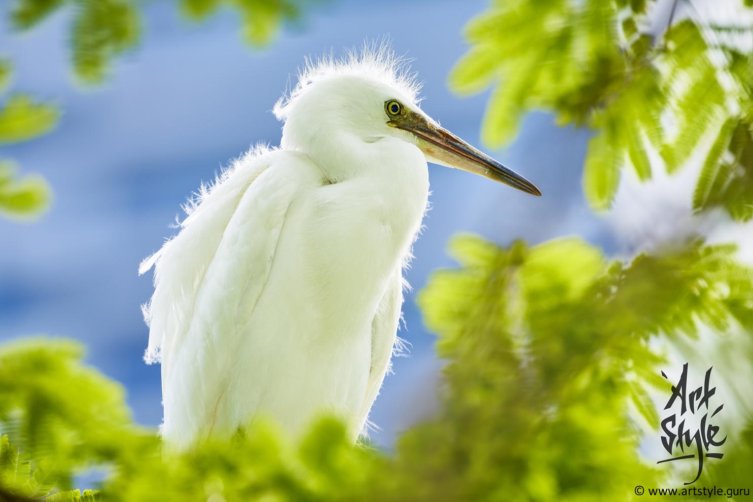 Little Egret Baby subspicies Garzetta