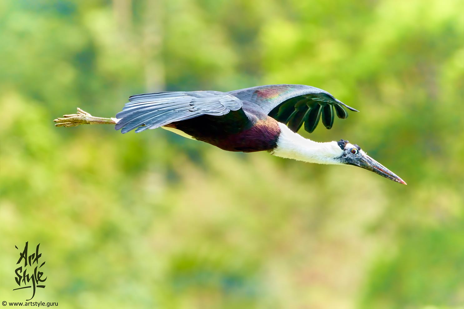 Asian Woolly-necked Stork