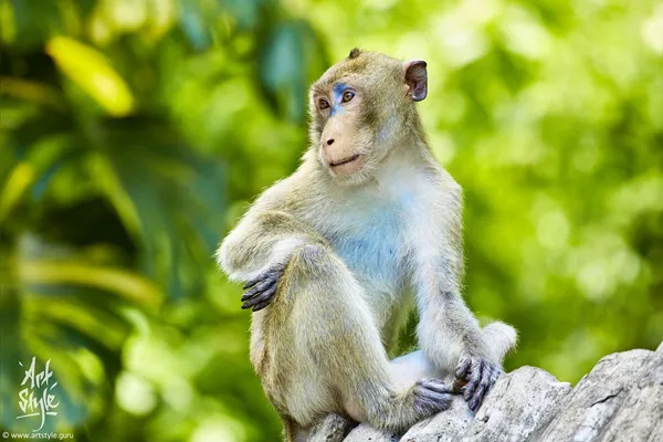 Crab-eating Macaque Male