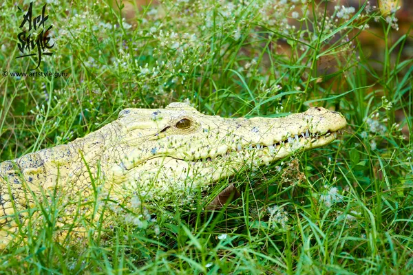 Nile Crocodile-albino