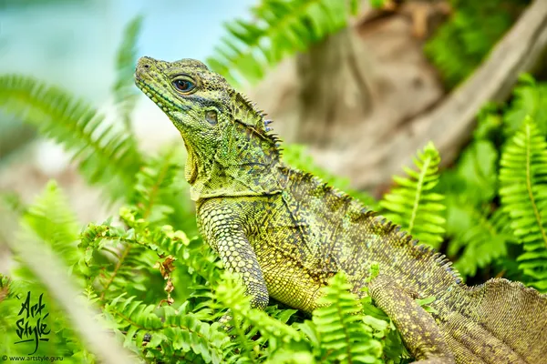 Philippines Sailfin Lizard
