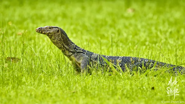 Asian Water Monitor subspecies Macromaculatus
