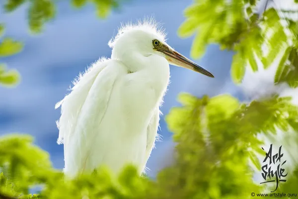 Little Egret Baby subspecies Garzetta